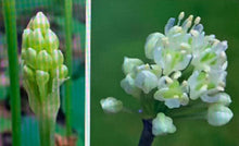 307 - Wild Leek