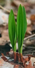 307 - Wild Leek