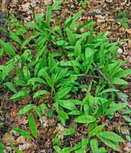 307 - Wild Leek