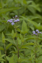 407 - Mist Flower