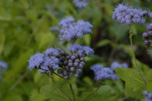 407 - Mist Flower
