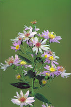489 Short's Aster