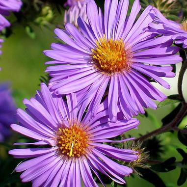 040 – New England Aster