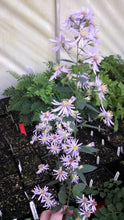489 Short's Aster