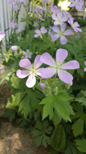 430 – Wild Geranium
