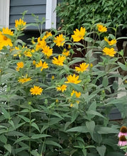 109 – Woodland Sunflower